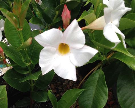 Mandevilla sanderi .